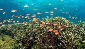 Hệ sinh thái biển Việt Nam trước tác động của biến đổi khí hậu