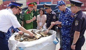 Hơn 25 tấn vỏ đạn quân dụng nhập lậu qua cảng biển bị phát hiện, thu giữ